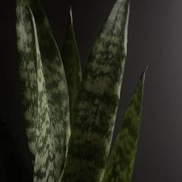 Close-up of tall variegated snake plant leaves against a dark background
