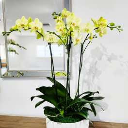 Yellow orchid plant in a white ceramic pot