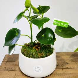 Potted green plant in a white ceramic container with a "Rain drop" label