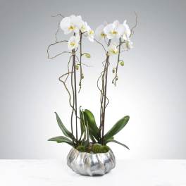 Two Stem Orchid Planter by BloomNation™