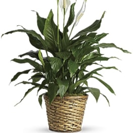 Simply Elegant Spathiphyllum