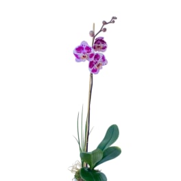 Potted orchid with pink-and-white blooms in a gray container