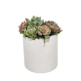 Succulent arrangement in a white cylindrical pot