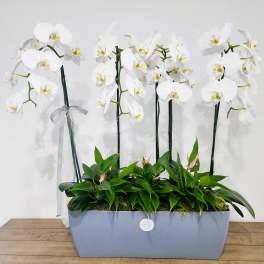 White orchids arranged in a rectangular planter with a ribbon bow