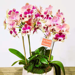 Pink and white orchids in a white ceramic planter