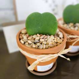 Small potted succulent with heart-shaped leaves in a terracotta pot