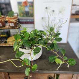 Potted trailing plant with round green leaves in a white ceramic pot