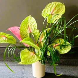 Anthurium arrangement in a cream vase with bright green and pink blooms