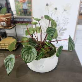 Potted green houseplant with striped leaves in a white container