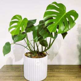 Potted monstera plant in a white ribbed planter with decorative stones