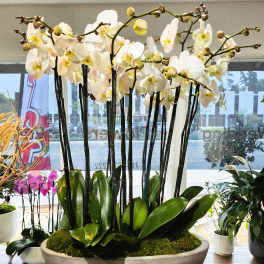 White orchids in a large round planter with moss
