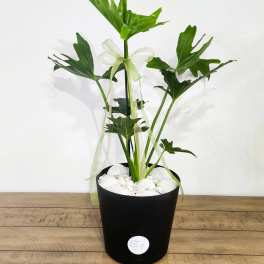 Potted green plant with ribbon in a black container