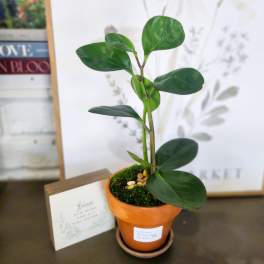 Small potted plant with glossy oval leaves in an orange terracotta pot