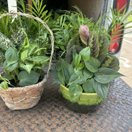 Two mixed green houseplant planters in a basket and a ceramic pot