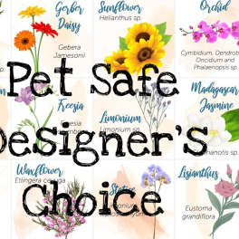 Paw-Tastic Designer's Choice