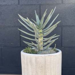 Potted succulent plant in a white ceramic planter