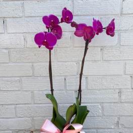 Two magenta orchid stems in a glass vase with a pink ribbon