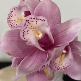 Pink orchid blooms with speckled centers