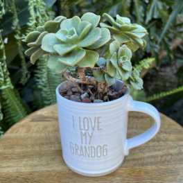 Potted succulent in a white mug with "I LOVE MY GRANDDOG" text