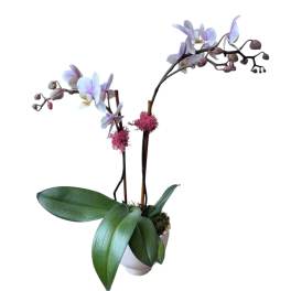 Potted orchid plant with pale purple blooms and broad green leaves