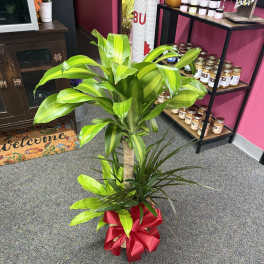 Potted dracaena plant with a red ribbon bow