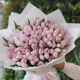 Bouquet of pale pink tulips wrapped in white paper