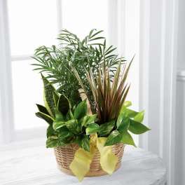 Basket of assorted green houseplants with a yellow ribbon