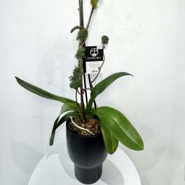 Potted purple orchid with a tall arching stem in a black planter