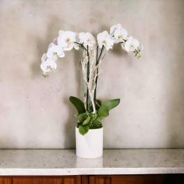 White orchid arrangement in a white pot