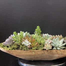 Succulent arrangement in a shallow wooden bowl with moss