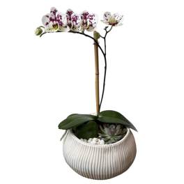 Potted orchid with white and purple-speckled blooms in a ribbed ceramic planter