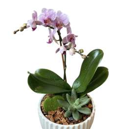 Potted orchid with pink-speckled blooms in a white ceramic planter