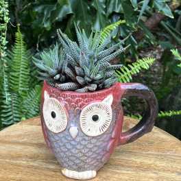 Succulent in an owl-shaped ceramic mug planter
