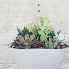 Succulent Garden
