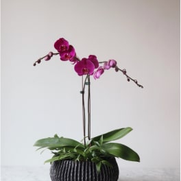 Classic Phalaenopsis