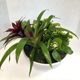Potted arrangement with dark burgundy and white flowering plants in a white bowl