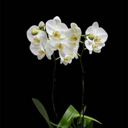 White orchids in a rectangular white planter