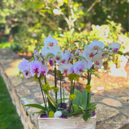 Mini Orchid Spring Garden