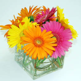 Bright gerbera daisies in a clear square vase