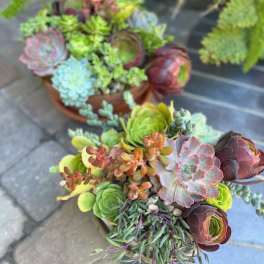 Two succulent bouquets with rosette-shaped plants in a shallow container