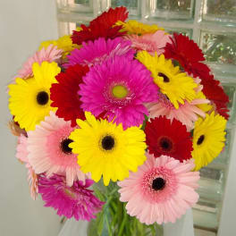 Super Sparkling Gerbera