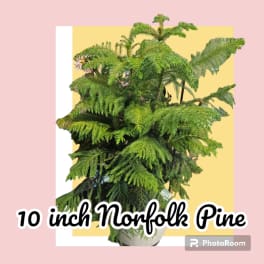 Potted Norfolk pine plant with dense feathery green fronds