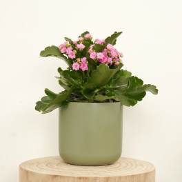 Pink flowering plant in a green pot on a wooden stand