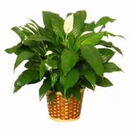 Peace Lily Plant