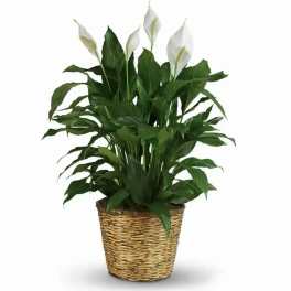 Potted peace lily plant with white blooms in a woven basket