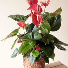 Potted anthurium plant with red blooms in a woven basket