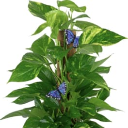 Potted green houseplant in a woven basket with blue butterfly accents