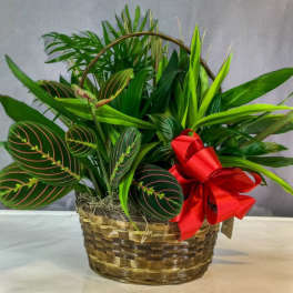 Basket of assorted green houseplants with a red ribbon bow