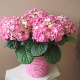Potted pink hydrangea plant in a textured pink container on a small table.