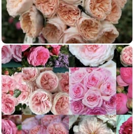 Garden roses bouquet